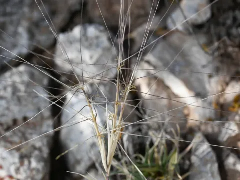 Anders Hastings · CC BY 4.0 · GBIF