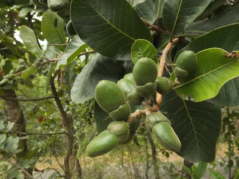 Siddarth Machado · CC BY 4.0 · GBIF