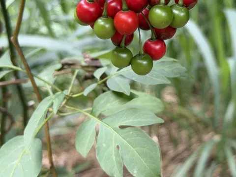 Martin Hannan-Jones · CC BY 4.0 · GBIF