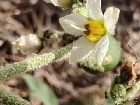 Sinaloa Silvestre · CC0 1.0 · GBIF