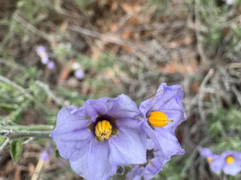 wildflowerwatching · CC BY 4.0 · GBIF