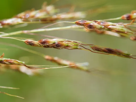 Cheng-Tao Lin · CC BY 4.0 · GBIF