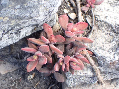 Karen Eichholz · CC BY 4.0 · GBIF