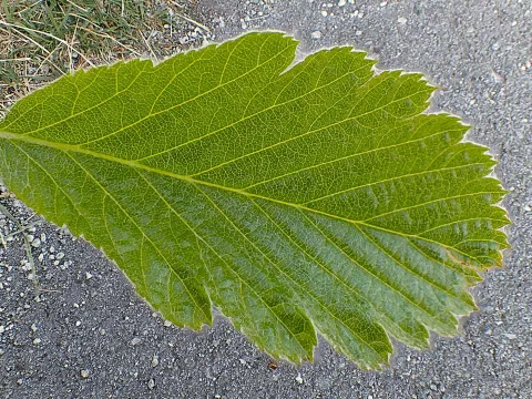 Jan Alsvik · CC BY 4.0 · GBIF