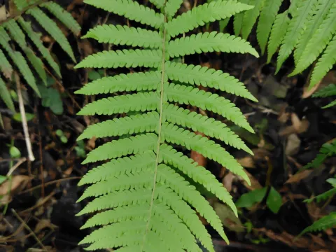 chiuluan · CC BY 4.0 · GBIF