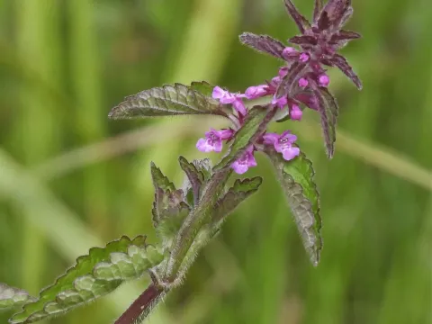 Hugo Hulsberg · CC0 1.0 · GBIF
