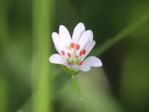 Константин Селивёрстов · CC BY 4.0 · GBIF