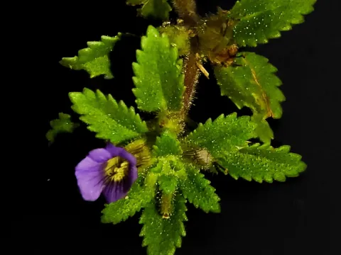 Jhonatan Matheus · CC BY 4.0 · GBIF