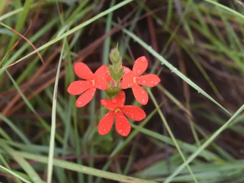 Justin Ponder · CC BY 4.0 · GBIF