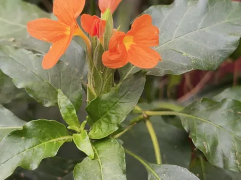 Raja Sekhar Chimirala · CC BY 4.0 · GBIF