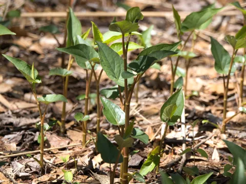 Lauren McLaurin · CC BY 4.0 · GBIF