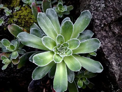 Gabriele Vaudano · CC BY 4.0 · GBIF