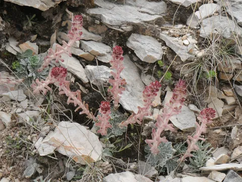 Todd Boland · CC BY 4.0 · GBIF