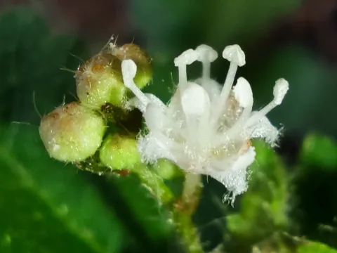 Jhonatan Matheus · CC BY 4.0 · GBIF