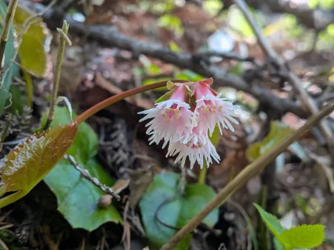 plant 0302 · CC BY 4.0 · GBIF
