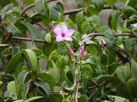 Sinaloa Silvestre · CC0 1.0 · GBIF