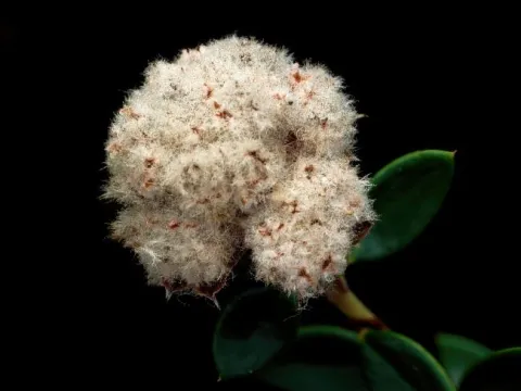 Michael Hains · CC BY 4.0 · GBIF