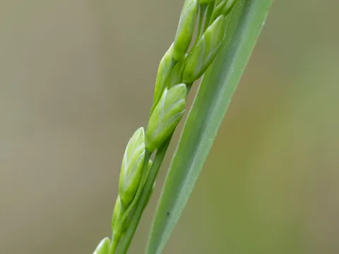 Kym Nicolson · CC BY 4.0 · GBIF