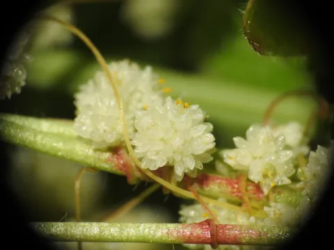 Yves Bas · CC BY 4.0 · GBIF