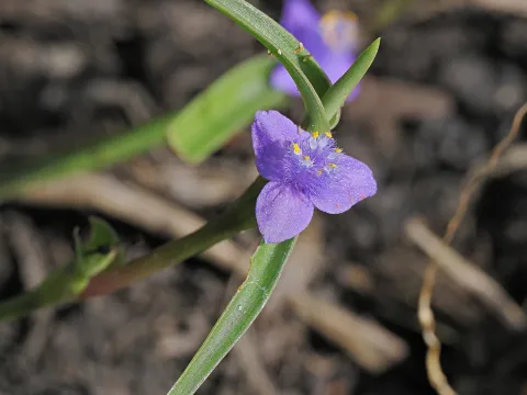 Roland Muench · CC BY 4.0 · GBIF