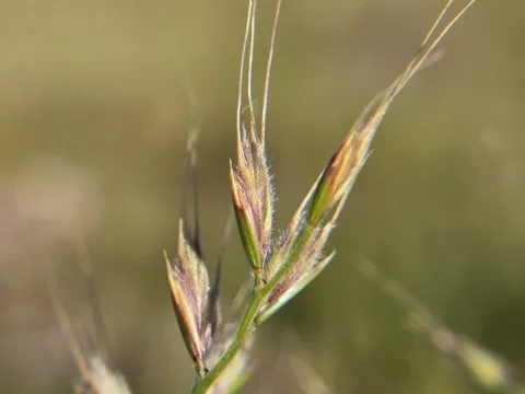 Cristhian Mace · CC BY 4.0 · GBIF