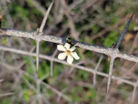 Ravuri Krishna Chaitanya · CC BY 4.0 · GBIF