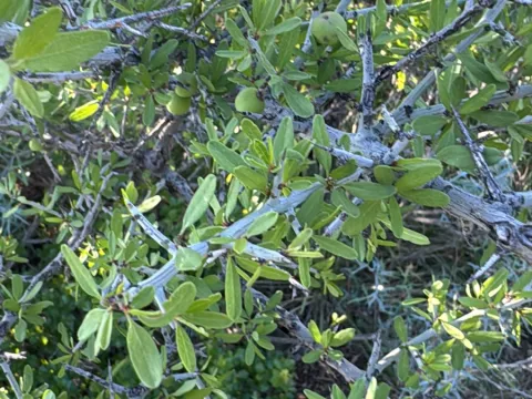 CH Hemphill · CC BY 4.0 · GBIF