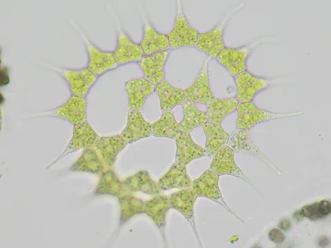 Thomas Gyselinck · CC BY 4.0 · GBIF