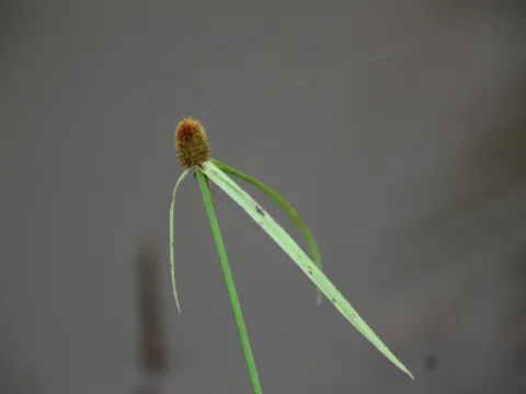 Erwin Sieben · CC0 1.0 · GBIF