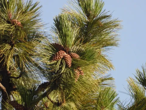 Sinaloa Silvestre · CC0 1.0 · GBIF