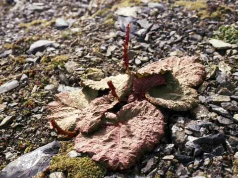 Oleg Kosterin · CC BY 4.0 · GBIF