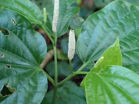 Michael Berardozzi · CC BY 4.0 · GBIF