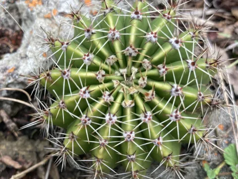 Martin Coronel Varela · CC BY 4.0 · GBIF