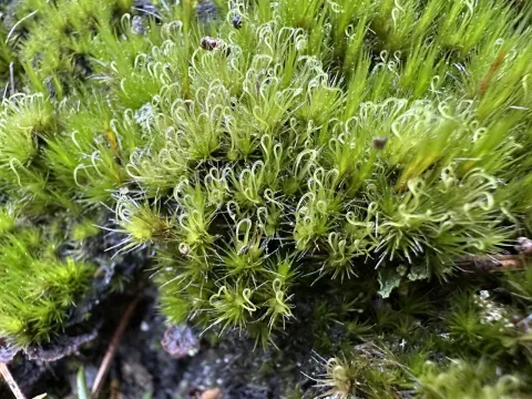 Katrin Simon · CC BY 4.0 · GBIF
