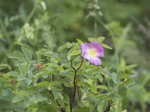 Полина Полежанкина · CC BY 4.0 · GBIF