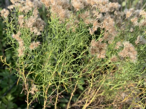Senna Bryce Robeson · CC BY 4.0 · GBIF