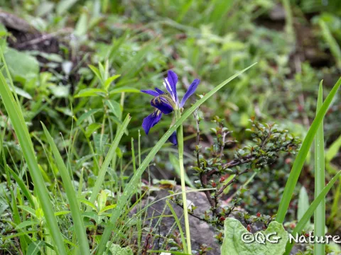Wang.QG · CC BY 4.0 · GBIF