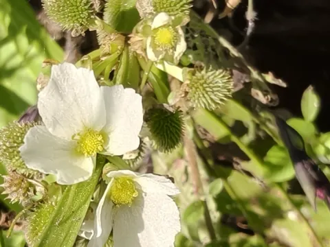 Sinaloa Silvestre · CC0 1.0 · GBIF