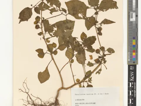 Royal Botanic Gardens, Kew · CC BY 4.0 · GBIF