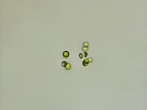 Igor Shelpiakov · CC BY 4.0 · GBIF