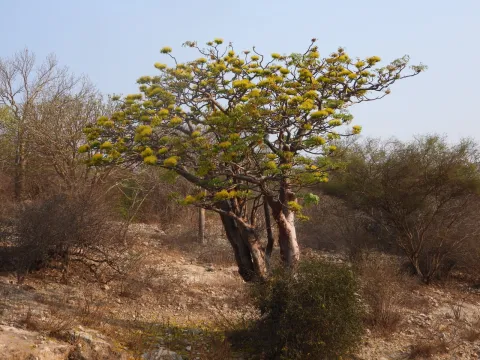 amantedarmanin · CC BY 4.0 · GBIF