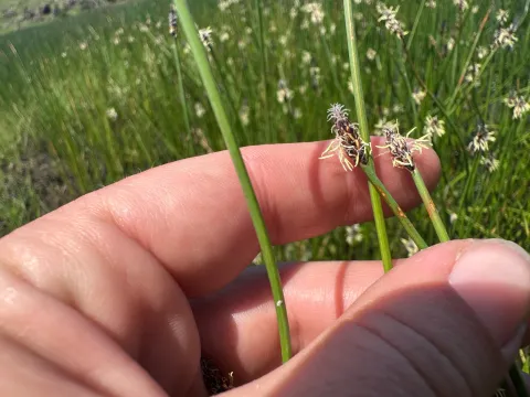 Melanie J. Davis · CC BY 4.0 · GBIF