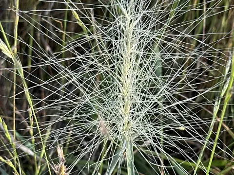 Barbara Banfield · CC BY 4.0 · GBIF