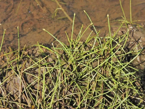 Scott W. Gavins · CC BY 4.0 · GBIF