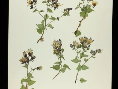 Denver Botanic Gardens · CC0 1.0 · GBIF