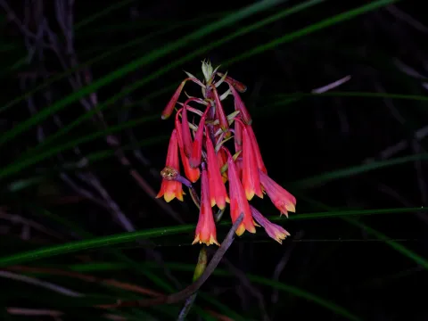 Peter Crowcroft · CC BY 4.0 · GBIF