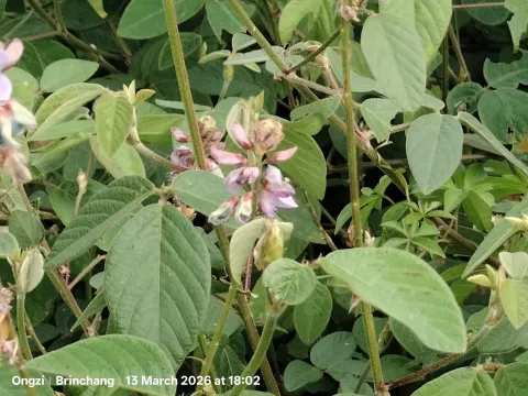 Ong Jyh Seng · CC BY 4.0 · GBIF