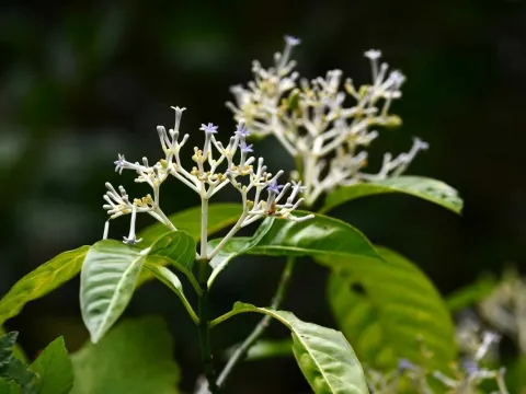 Flavien Saboureau · CC BY 4.0 · GBIF