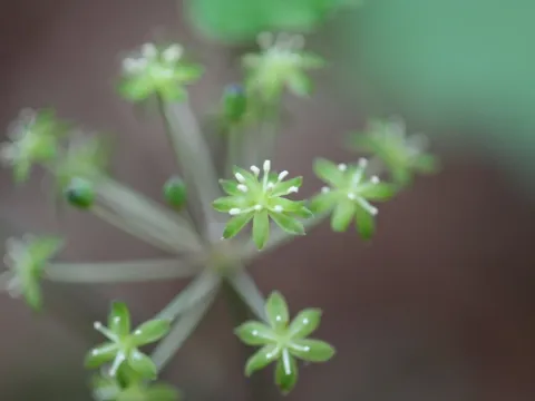 Daniel J. Layton · CC BY 4.0 · GBIF