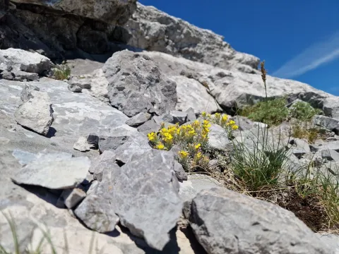 Javna ustanova Park prirode Velebit · CC BY 4.0 · GBIF